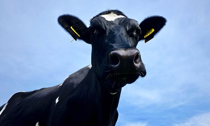 Forcing out farmers, average price of farmland increases nationwide